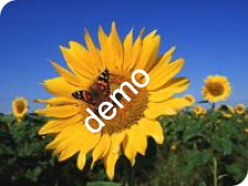 Example of fluid sunflower image, grid 1